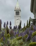 Campanile flowers